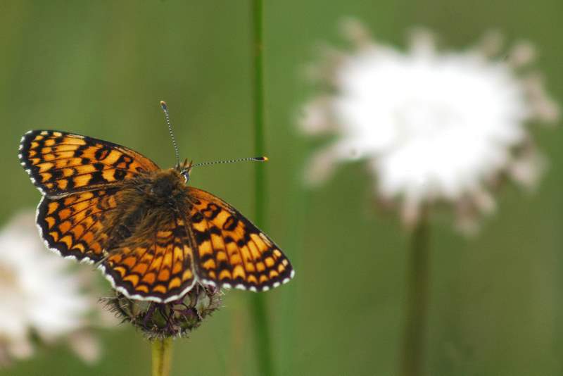 Melitaea phoebe